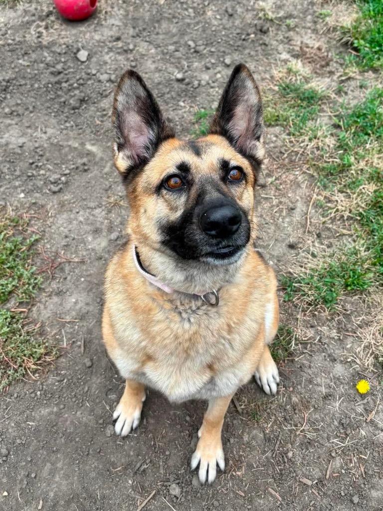 Bella, a Adoptable German Shepherd Dog in Urbandale, IA image 3/3