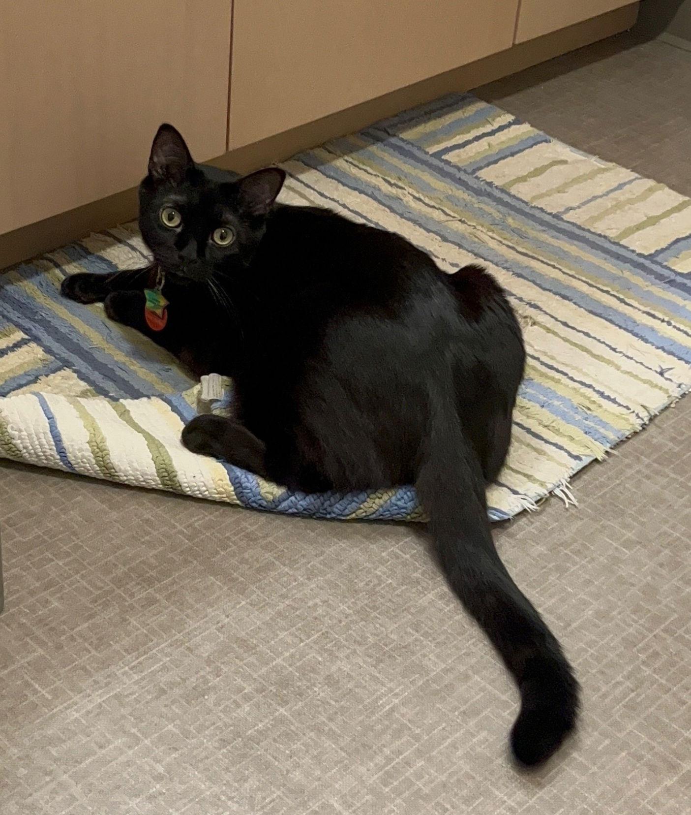Enlarge CHURCH #1765A - Young Adult Male, a Adoptable Domestic Short Hair in Hillsboro, OR image 1/3