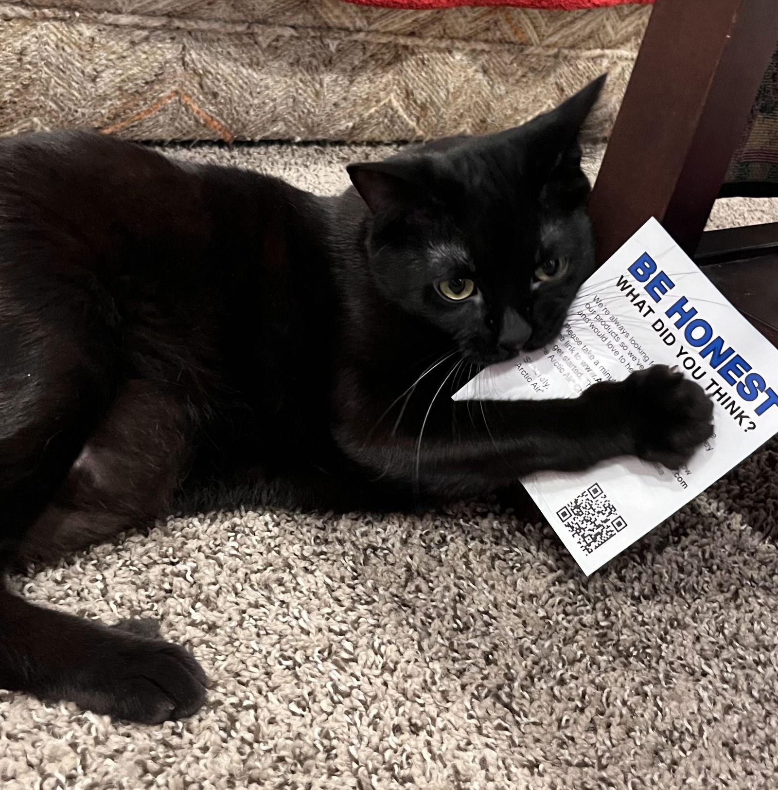 Enlarge CHURCH #1765A - Young Adult Male, a Adoptable Domestic Short Hair in Hillsboro, OR image 2/3