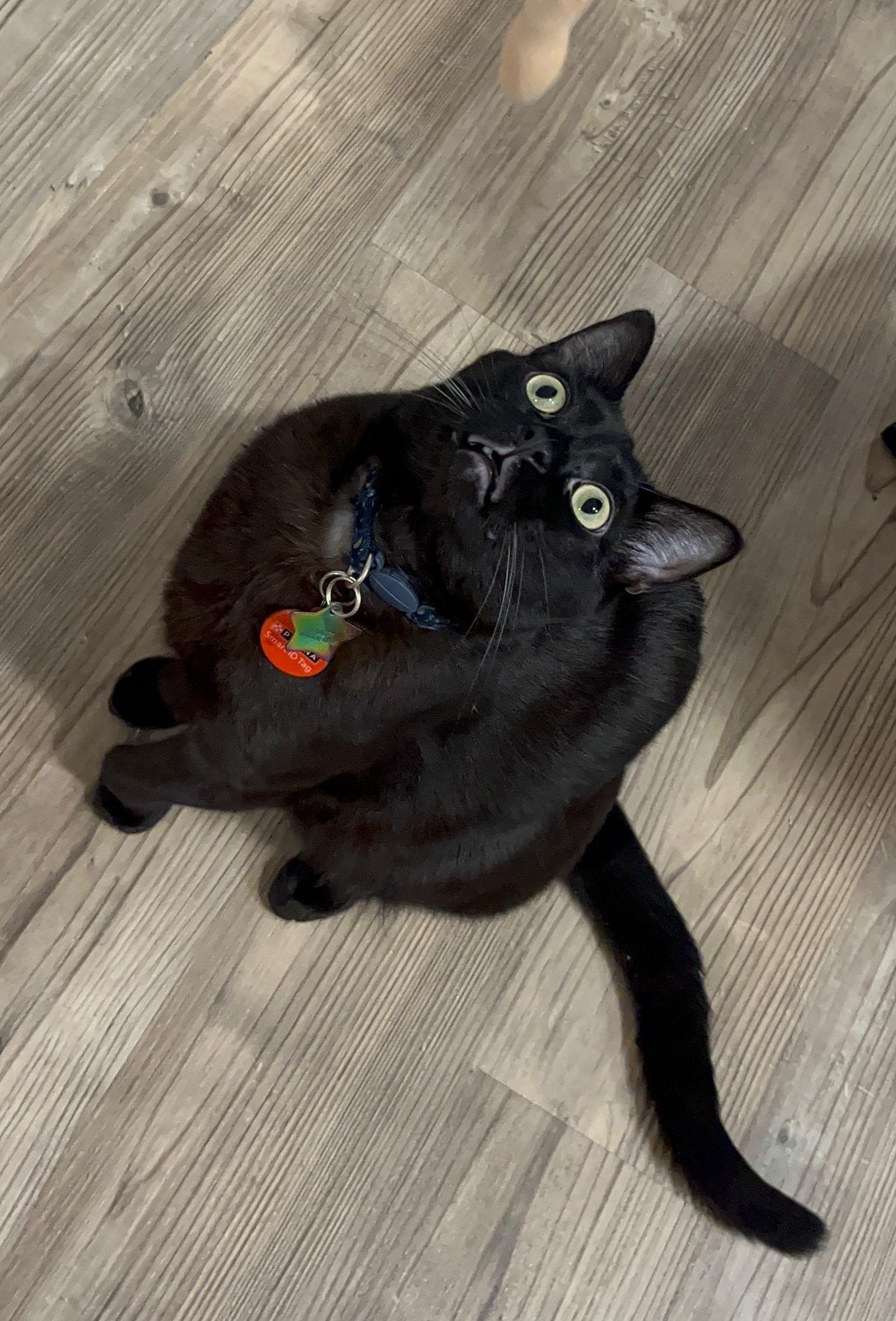 Enlarge CHURCH #1765A - Young Adult Male, a Adoptable Domestic Short Hair in Hillsboro, OR image 3/3