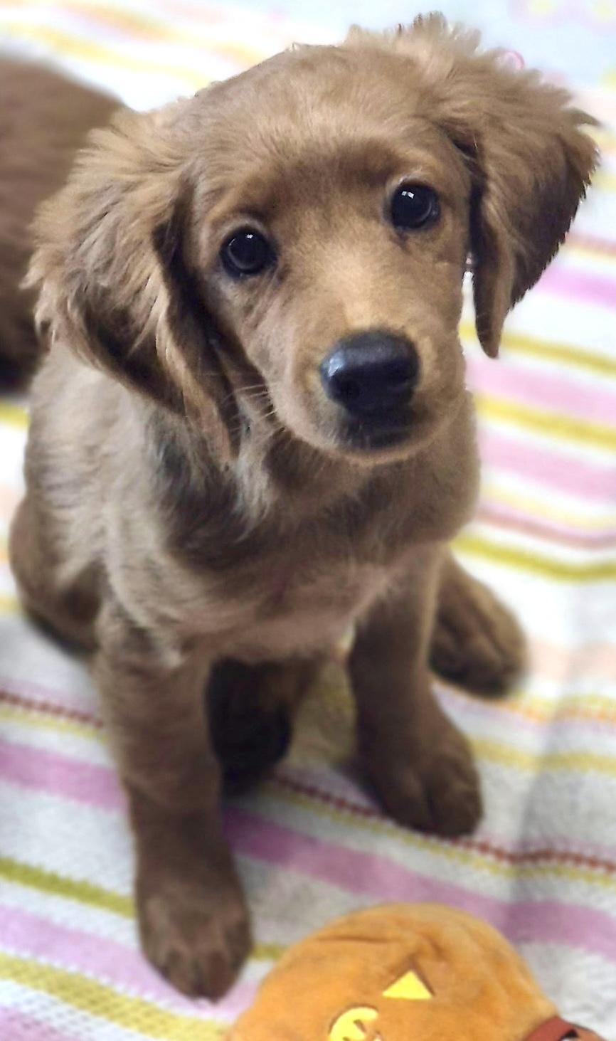 Enlarge Orpheus, a Adopted mixed breed in Los Angeles, CA image 4/4