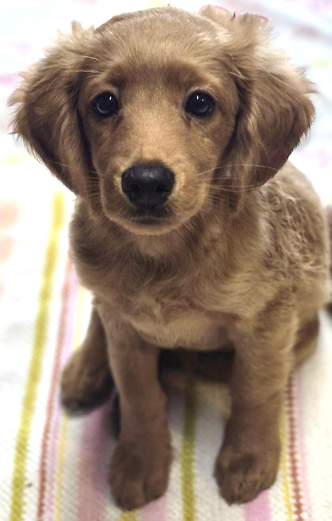 Orpheus, Adopted, Puppy Male Cockapoo.