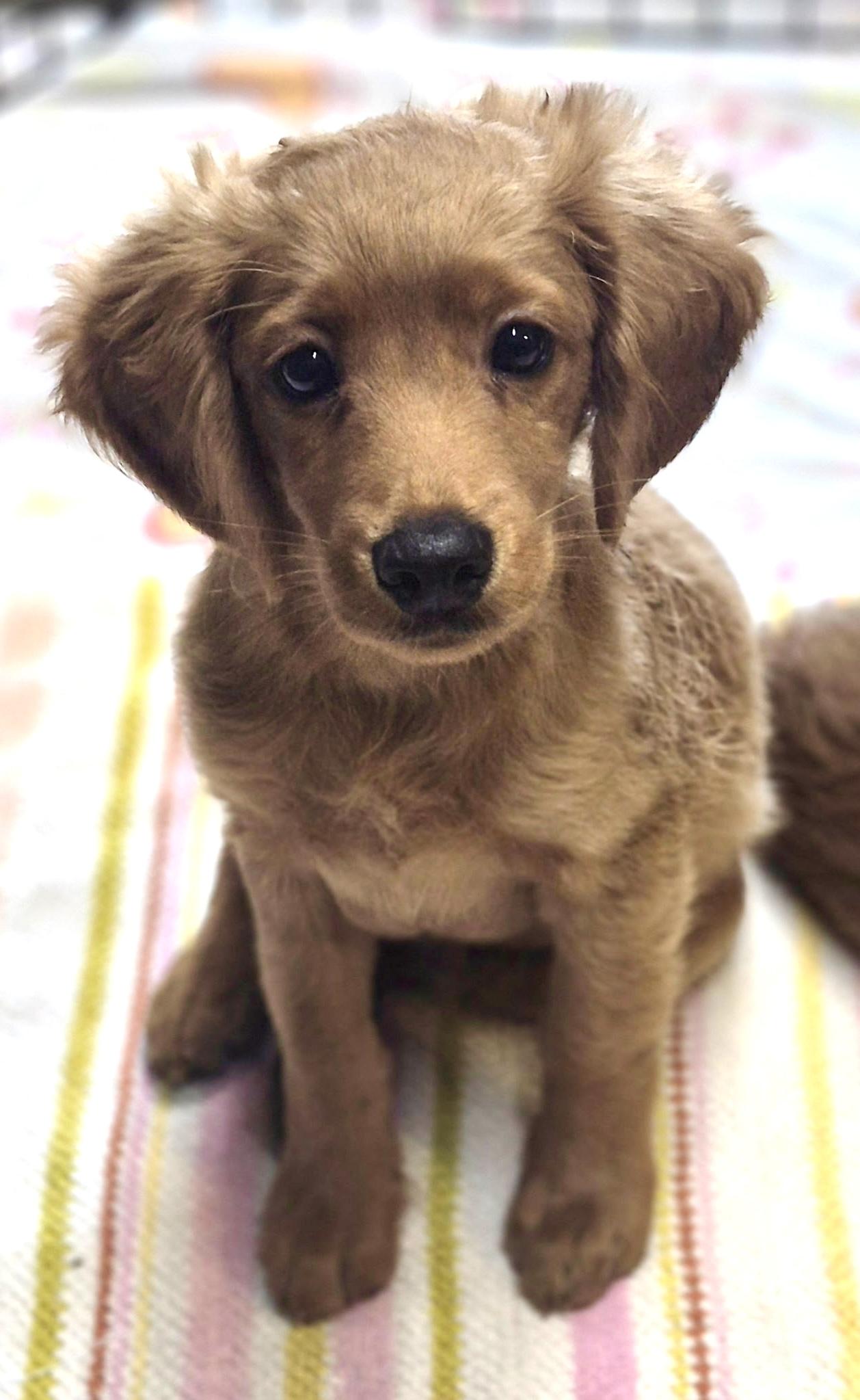 Enlarge Orpheus, a Adopted mixed breed in Los Angeles, CA image 2/4