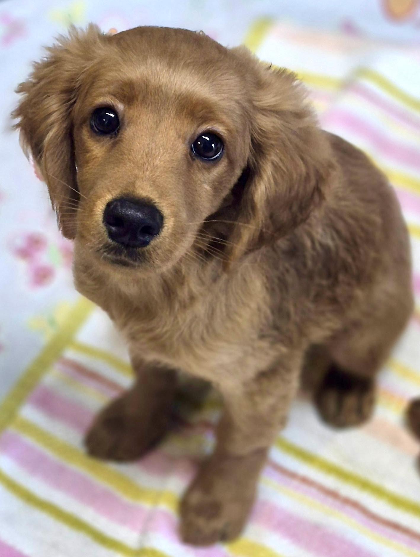 Enlarge Orpheus, a Adopted mixed breed in Los Angeles, CA image 3/4