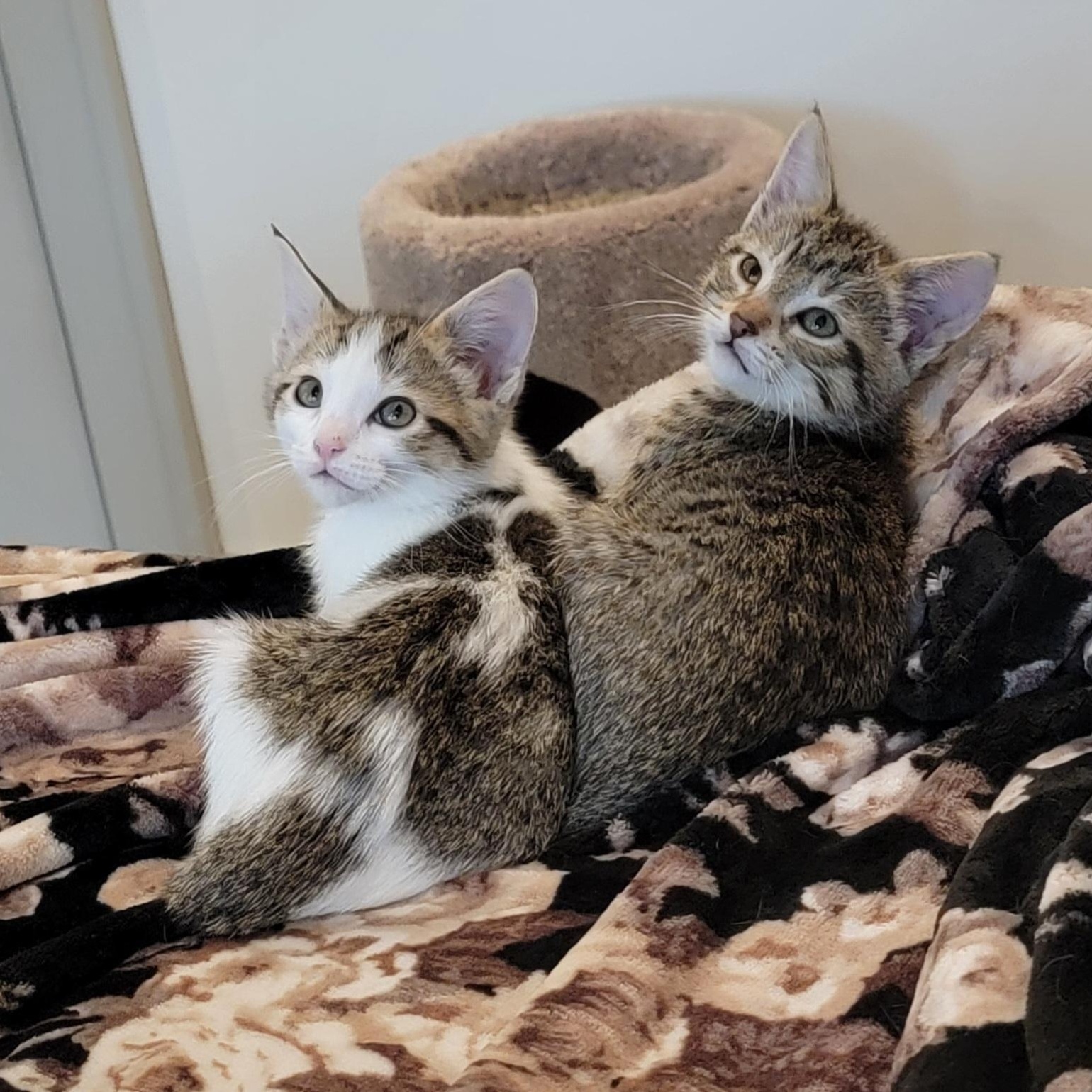 Enlarge Gum Drop , an adoptable Domestic Short Hair in Wyandotte, MI image 4/6