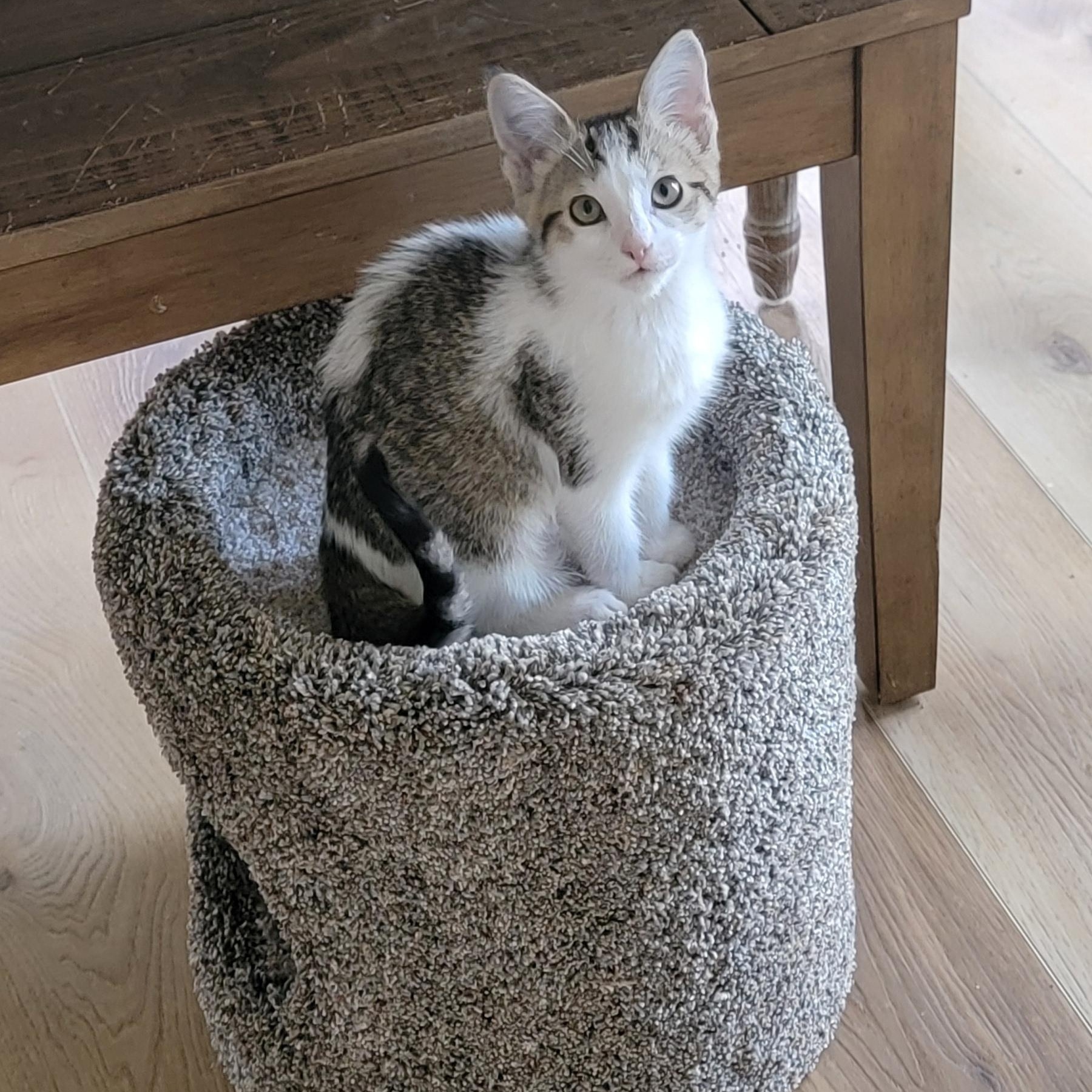 Enlarge Gum Drop , an adoptable Domestic Short Hair in Wyandotte, MI image 6/6