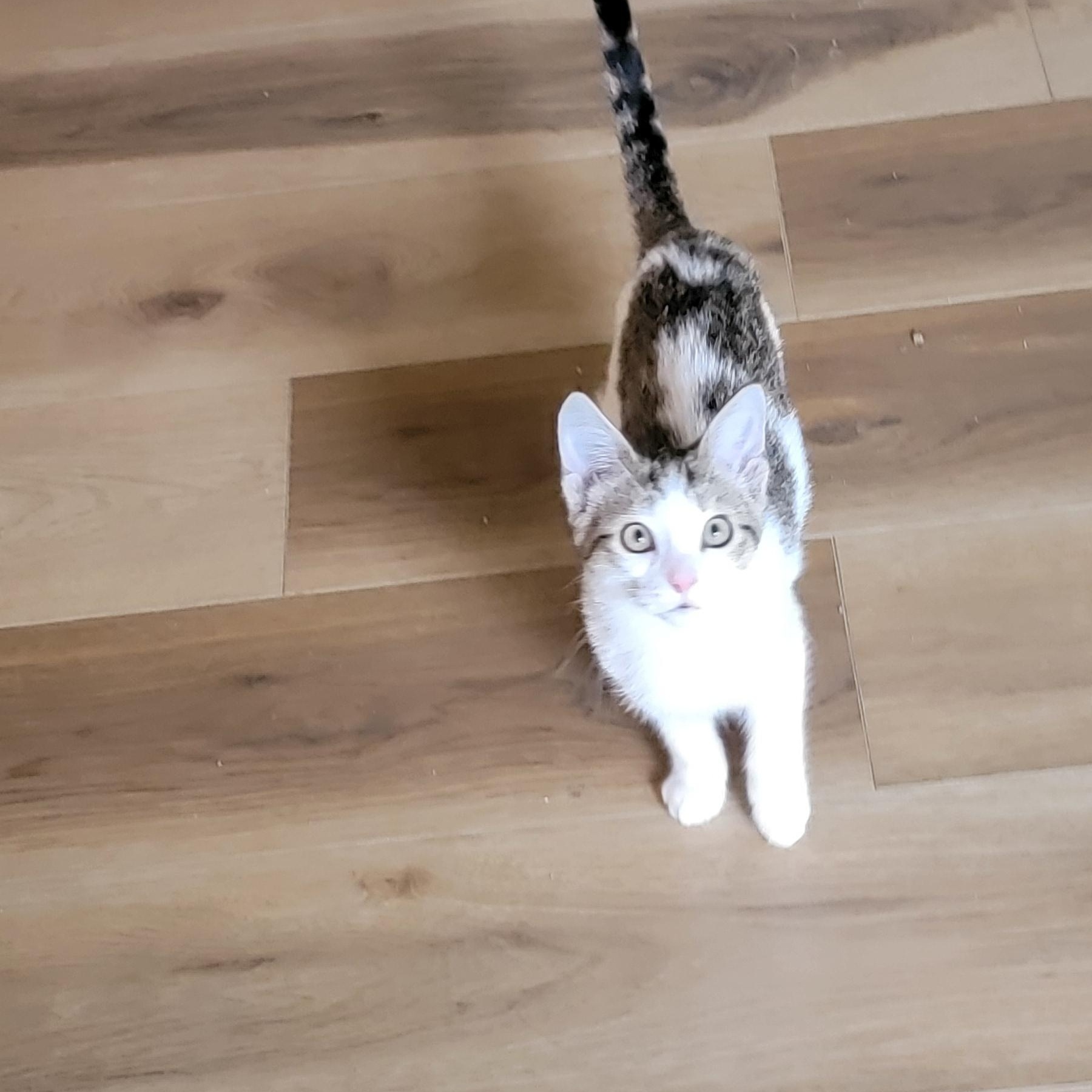 Gum Drop adopted with her sister 6.3.26, an adoptable Domestic Short Hair in Wyandotte, MI image 5/6