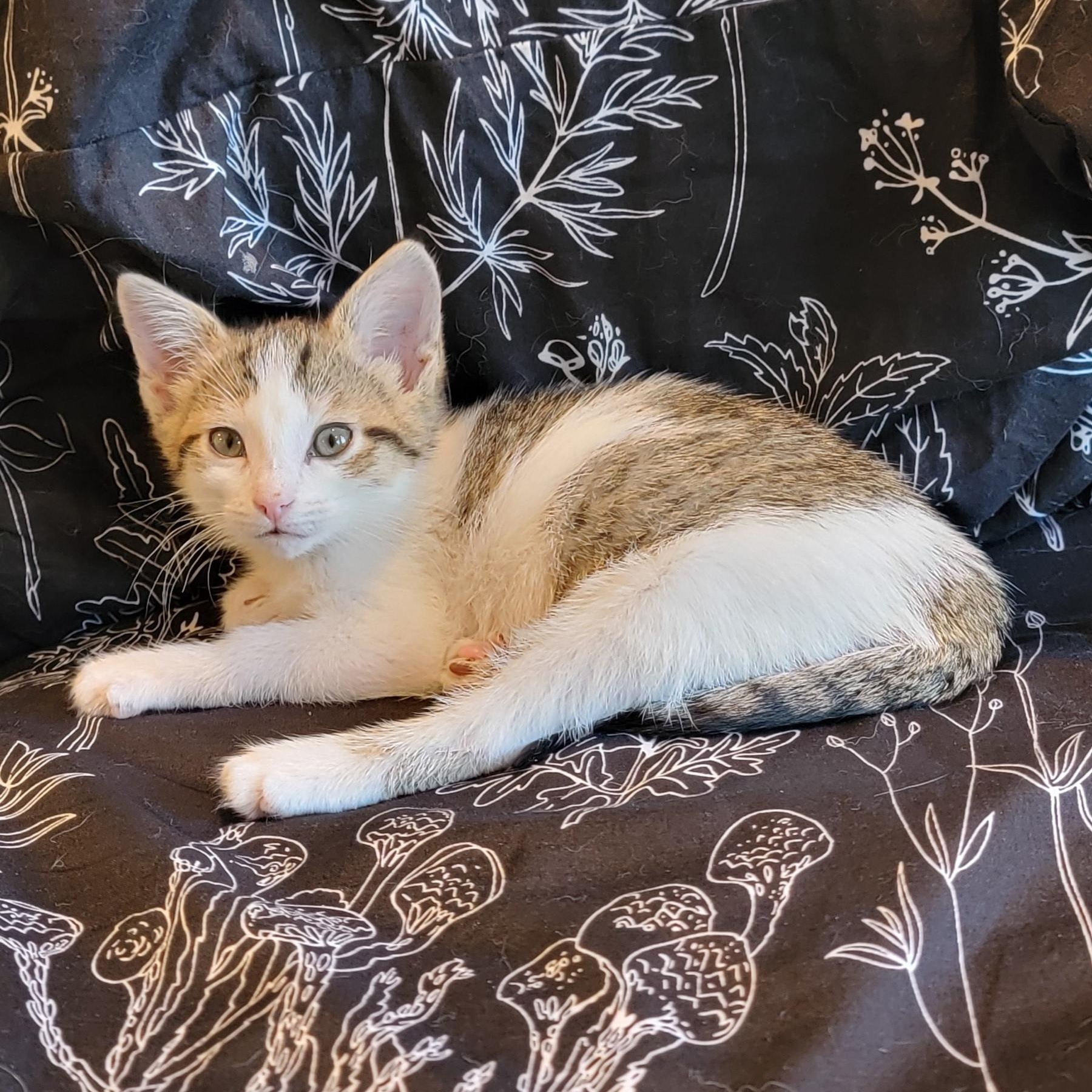 Enlarge Gum Drop , an adoptable Domestic Short Hair in Wyandotte, MI image 5/6