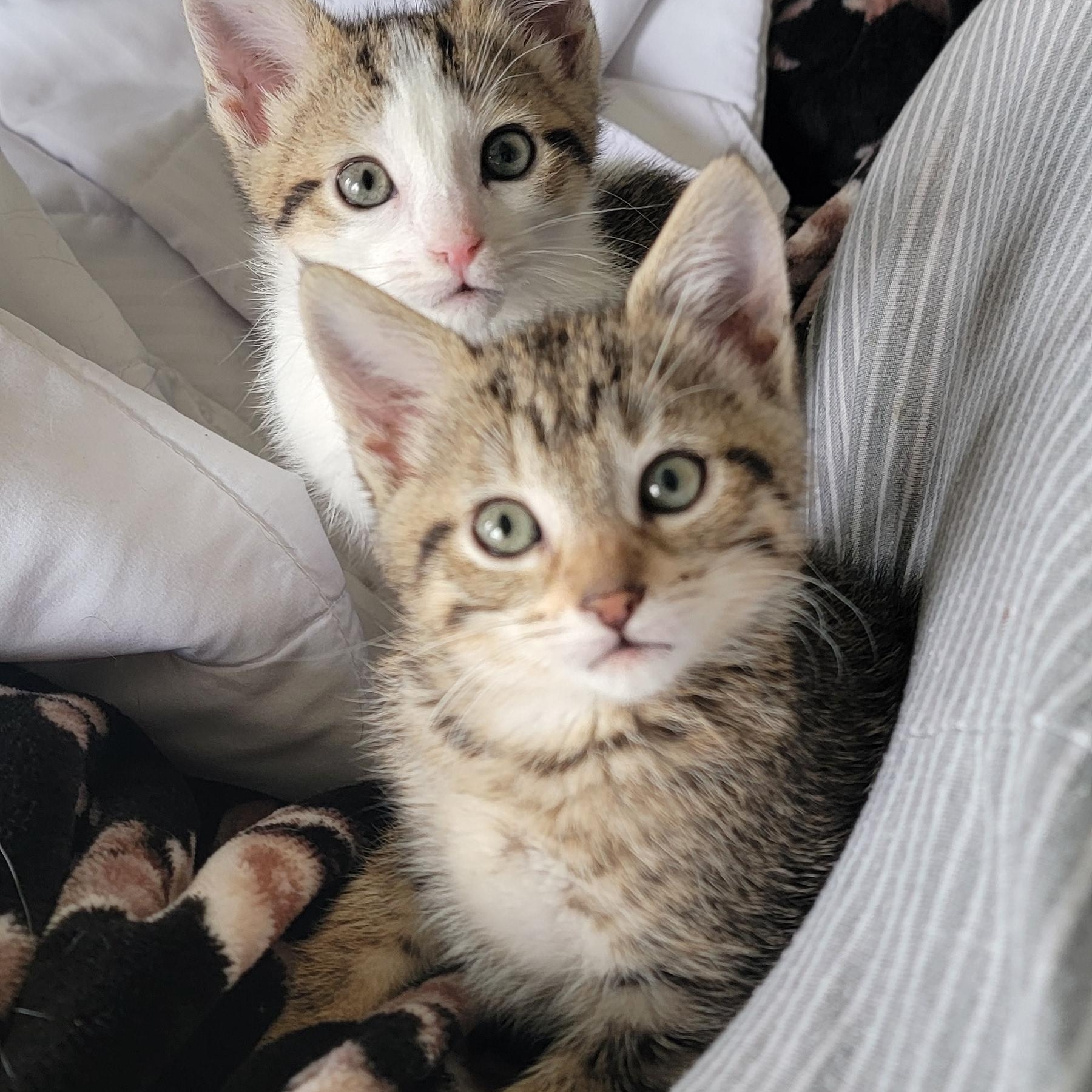 Enlarge Gum Drop , an adoptable Domestic Short Hair in Wyandotte, MI image 3/6