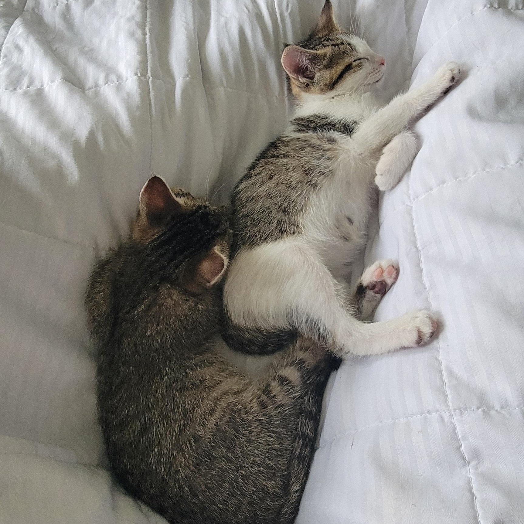 Enlarge Gum Drop , an adoptable Domestic Short Hair in Wyandotte, MI image 2/6