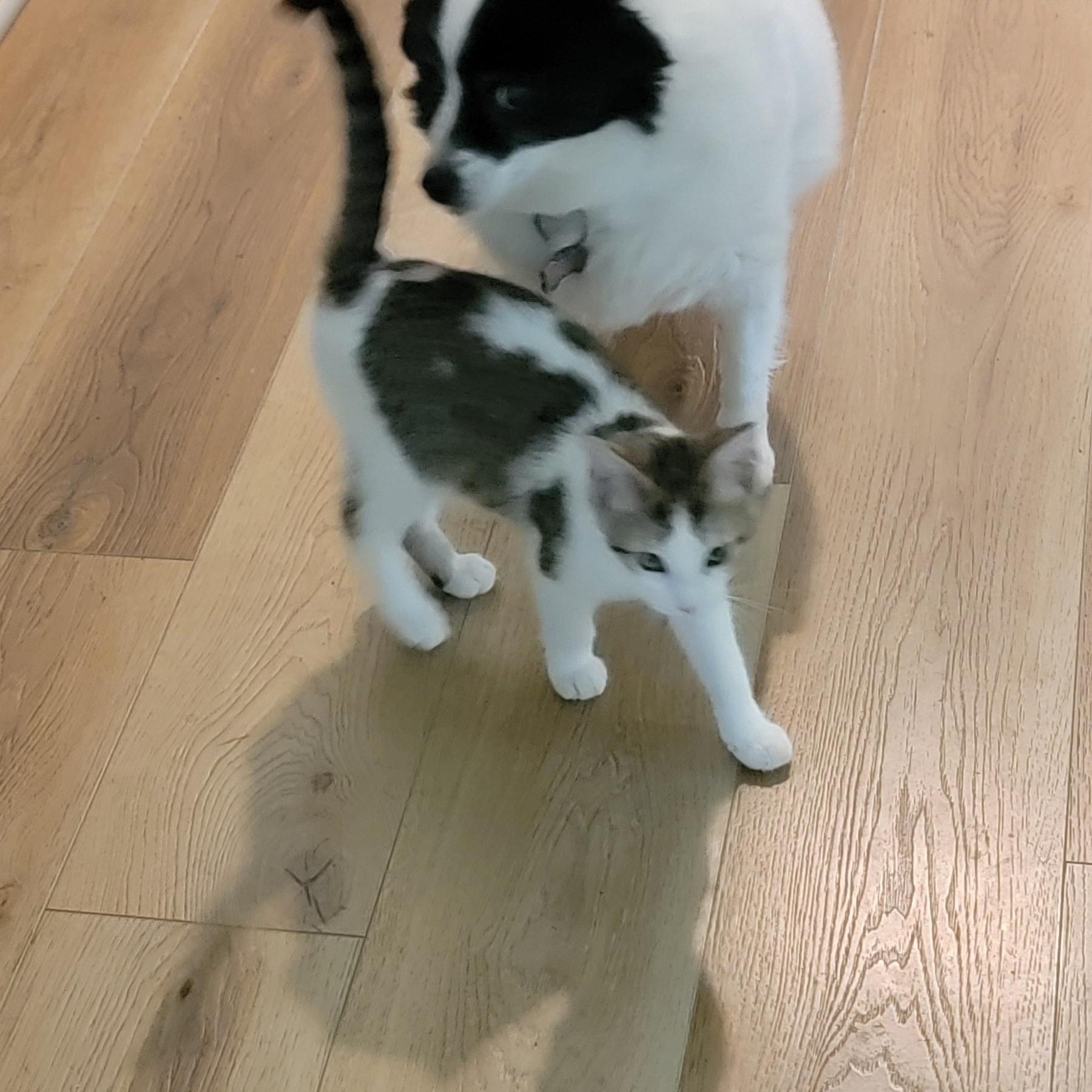 Gum Drop adopted with her sister 6.3.26, an adoptable Domestic Short Hair in Wyandotte, MI image 6/6