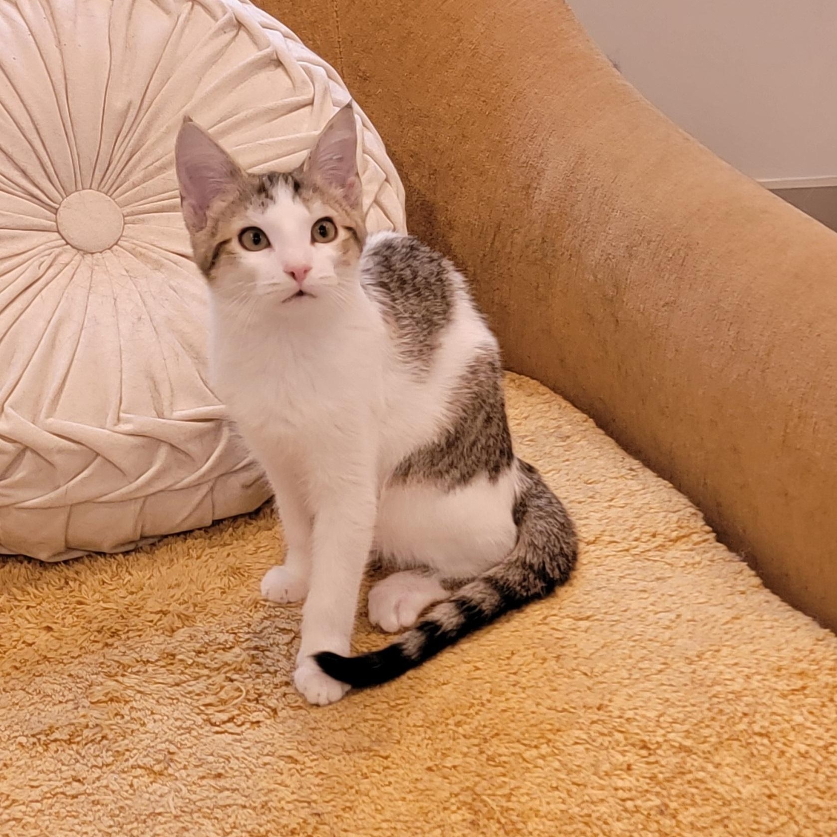 Gum Drop adopted with her sister 6.3.26, adoptable, Kitten Female Domestic Short Hair.