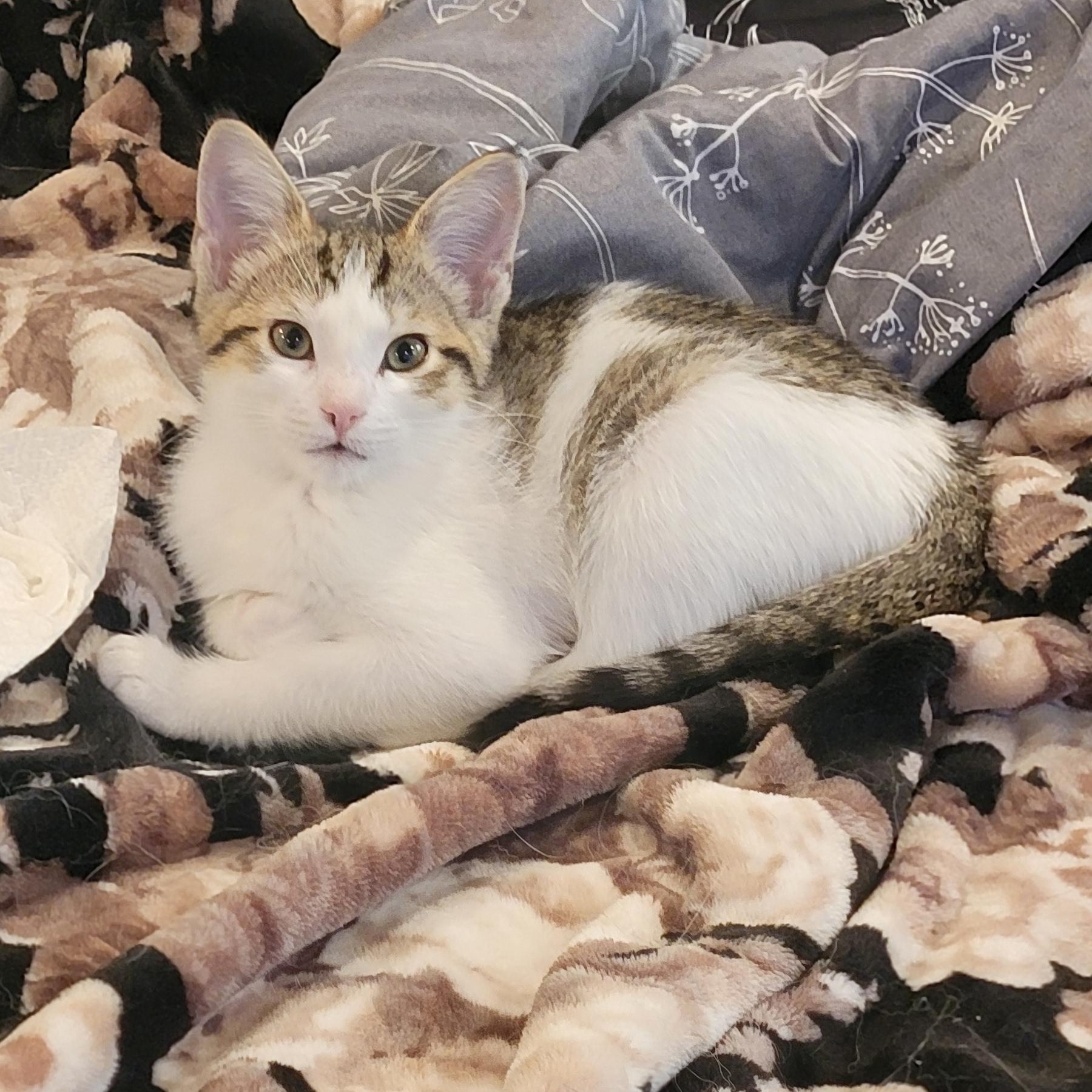 Enlarge Gum Drop , an adoptable Domestic Short Hair in Wyandotte, MI image 1/6