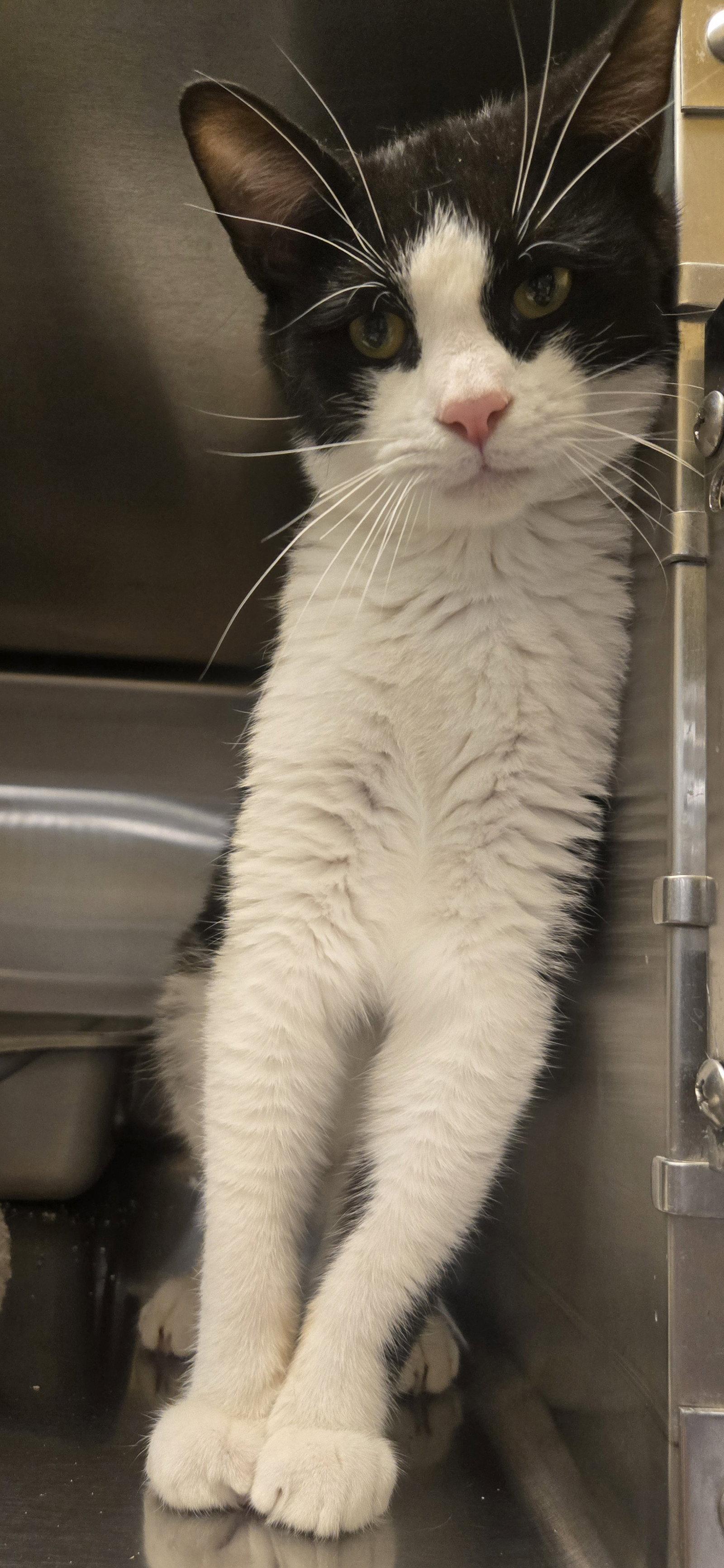 Charlie 26-045, Adoptable, Young Male Domestic Short Hair.
