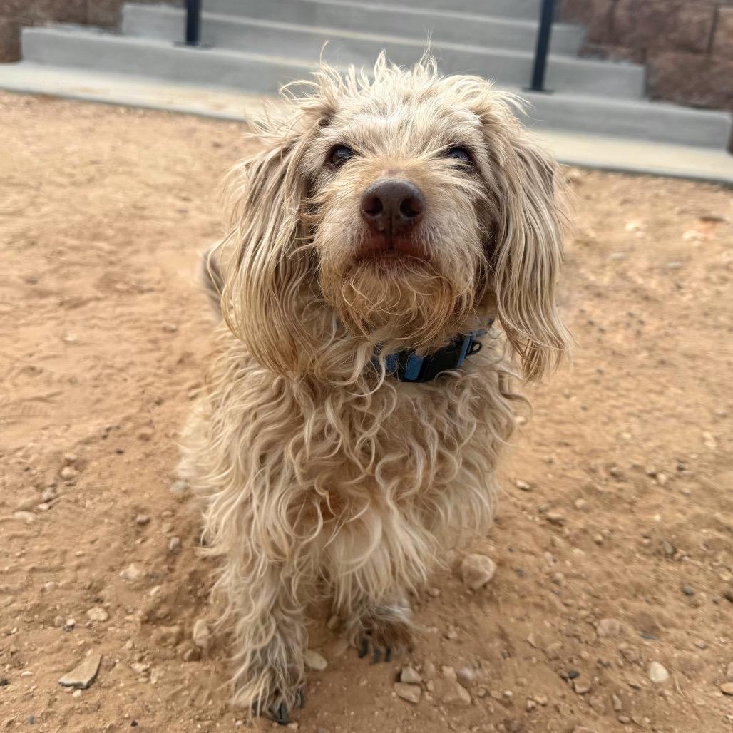 Mr. Magoo — thumbnail 2