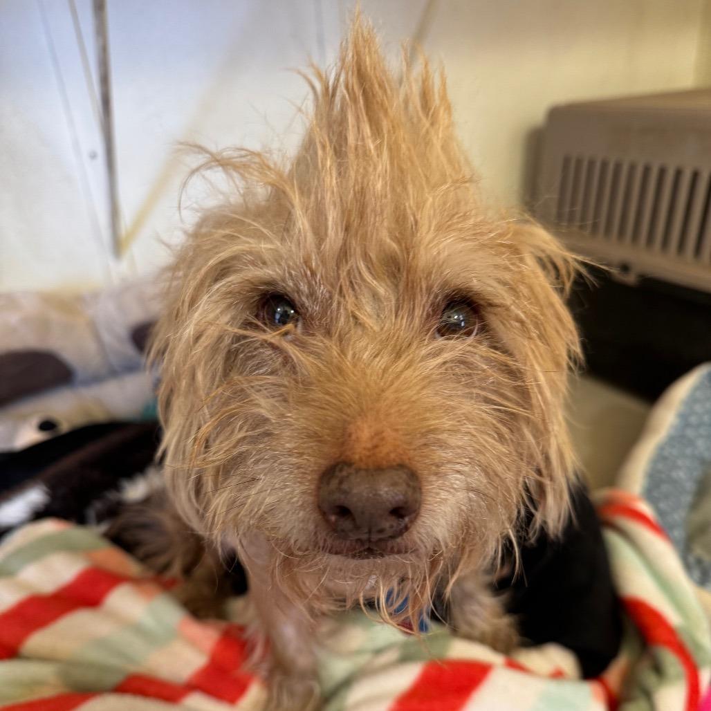 Mr. Magoo — thumbnail 3