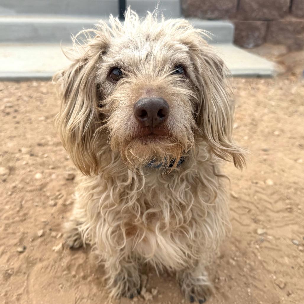 Mr. Magoo — thumbnail 4