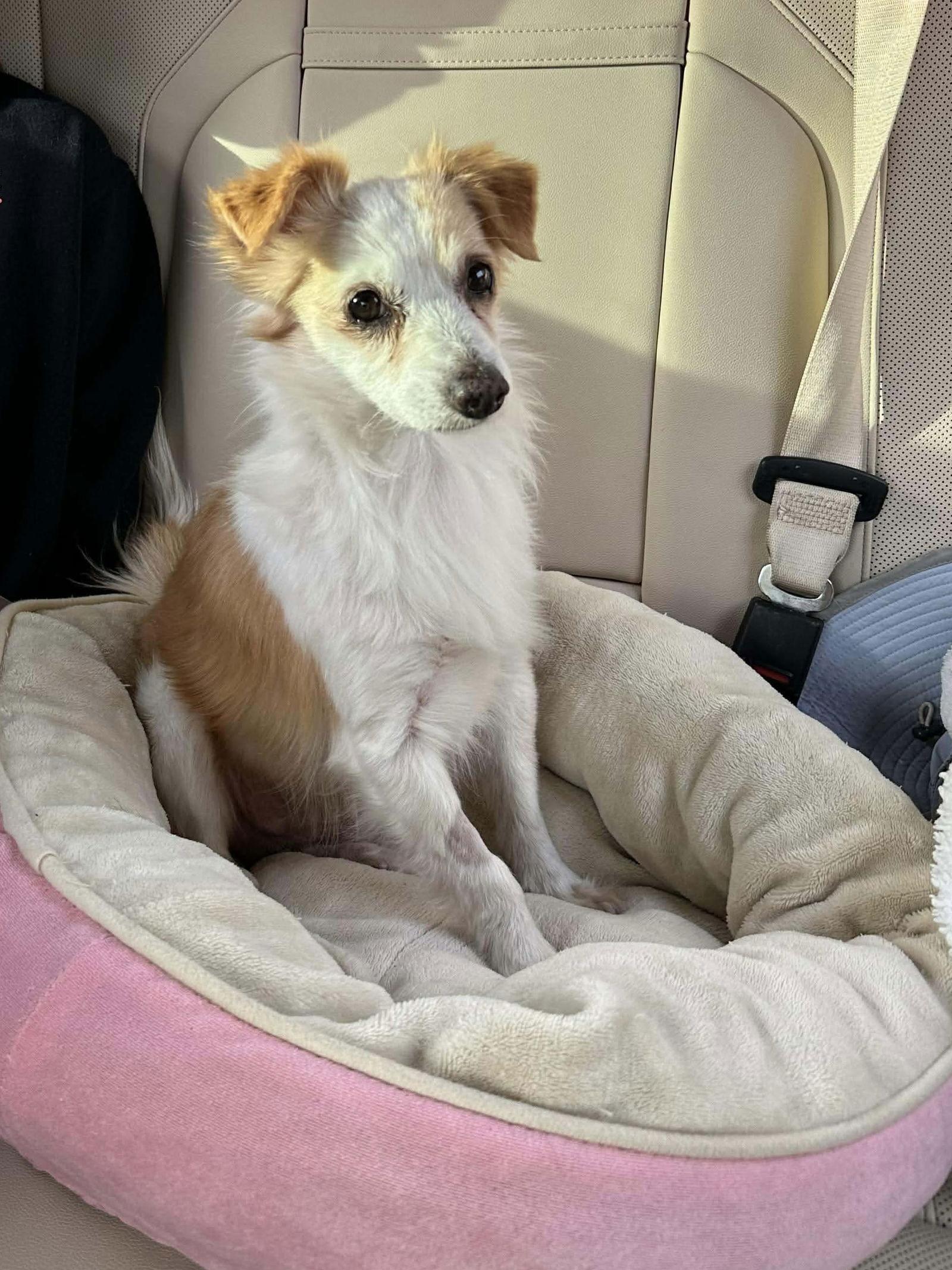 Augi, Adoptable, Adult Male Spaniel & Shetland Sheepdog / Sheltie.
