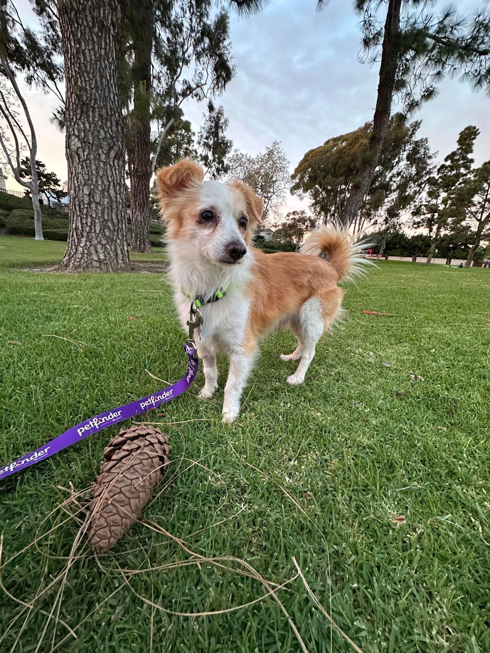 Enlarge Augi, a Adoptable mixed breed in Orange, CA image 2/2
