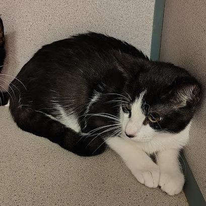 Zade, Adoptable, Kitten Male Domestic Short Hair.
