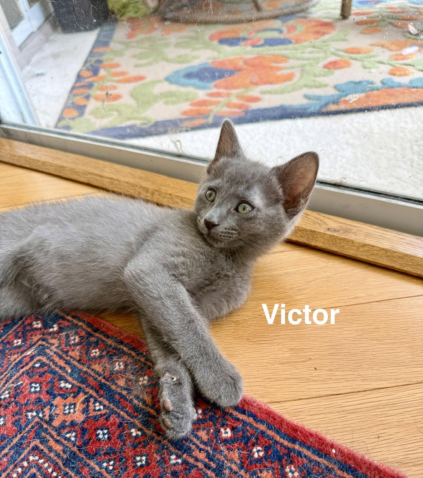 Victor (4985) Adopted, Adopted, Kitten Male Domestic Short Hair.