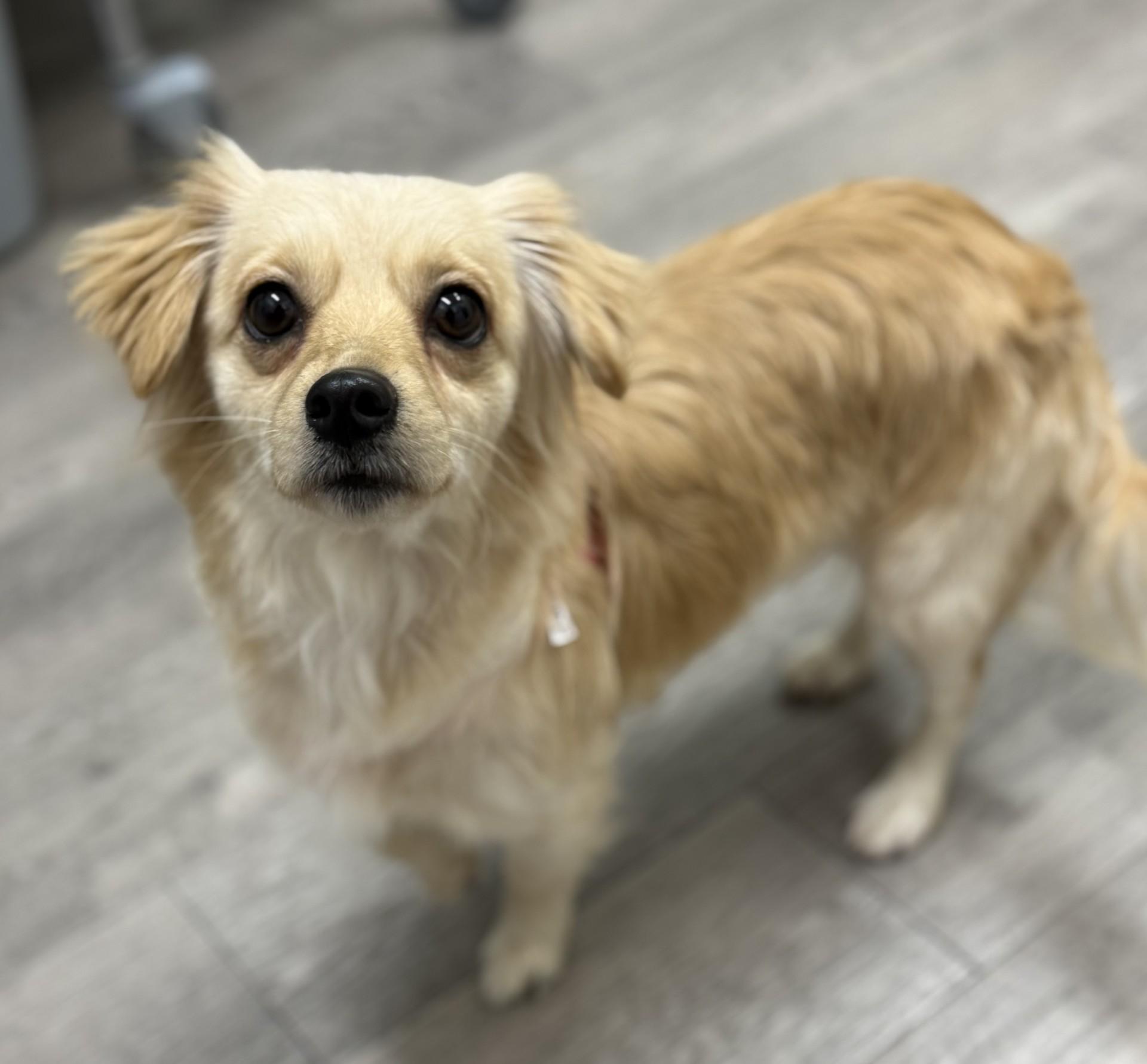 Loba, an adopted mixed breed in Los Alamitos, CA image 3/6