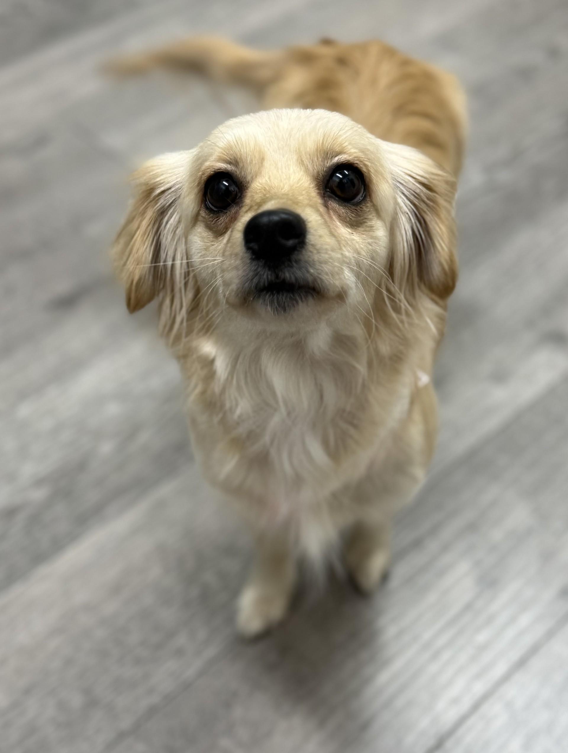 Loba, an adopted mixed breed in Los Alamitos, CA image 2/6