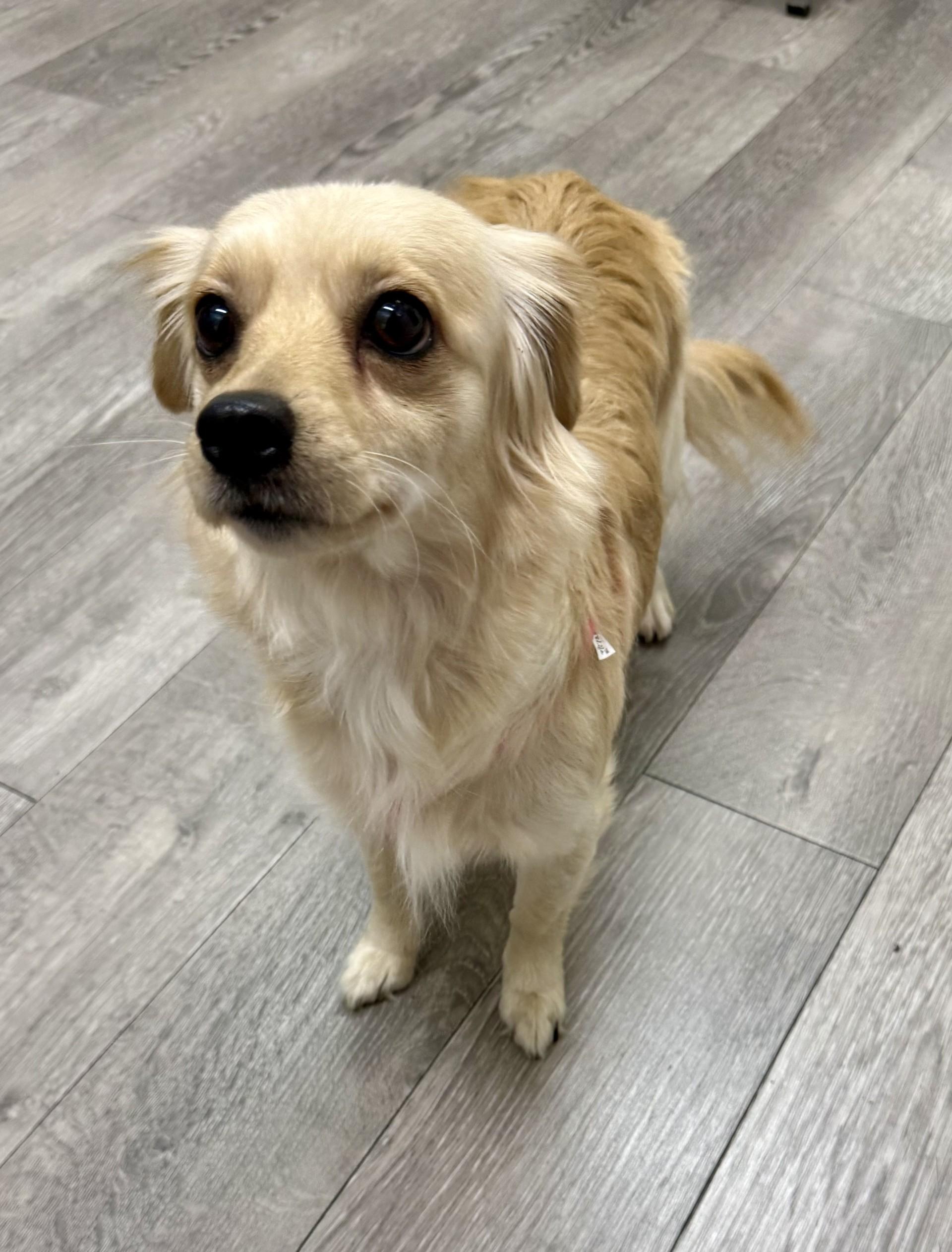 Loba, an adopted mixed breed in Los Alamitos, CA image 4/6