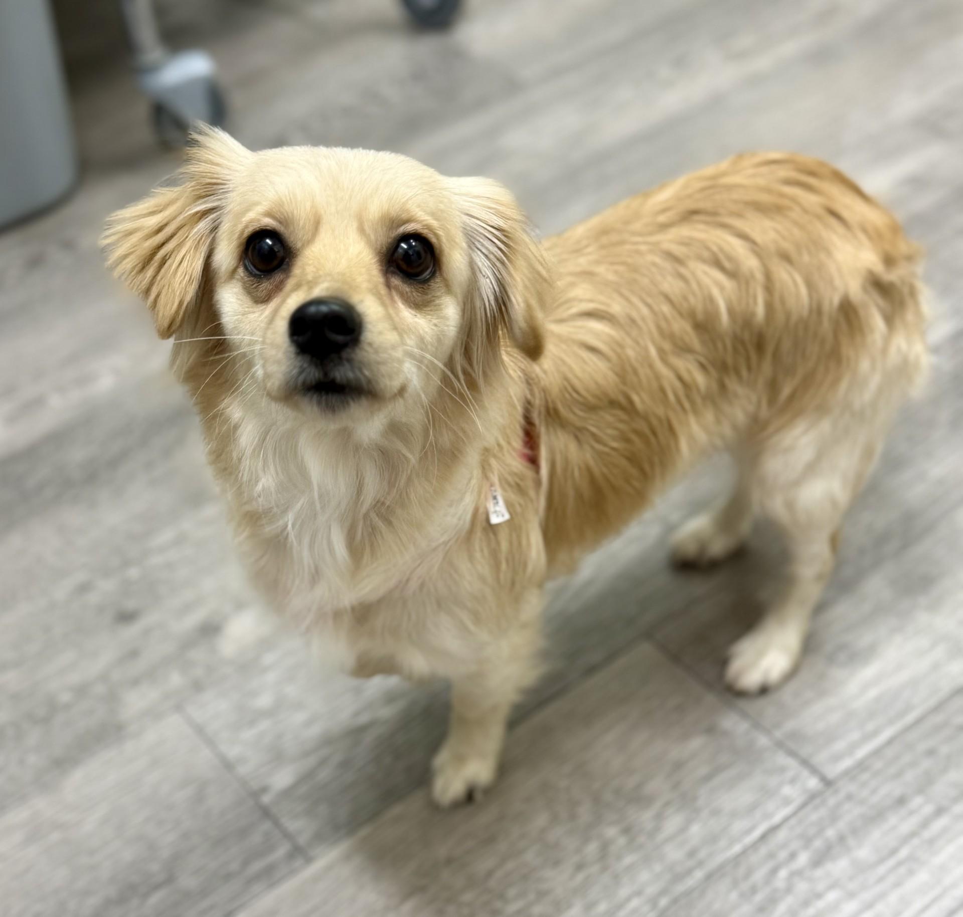 Loba, adopted, Adult Female Spaniel & Chihuahua.