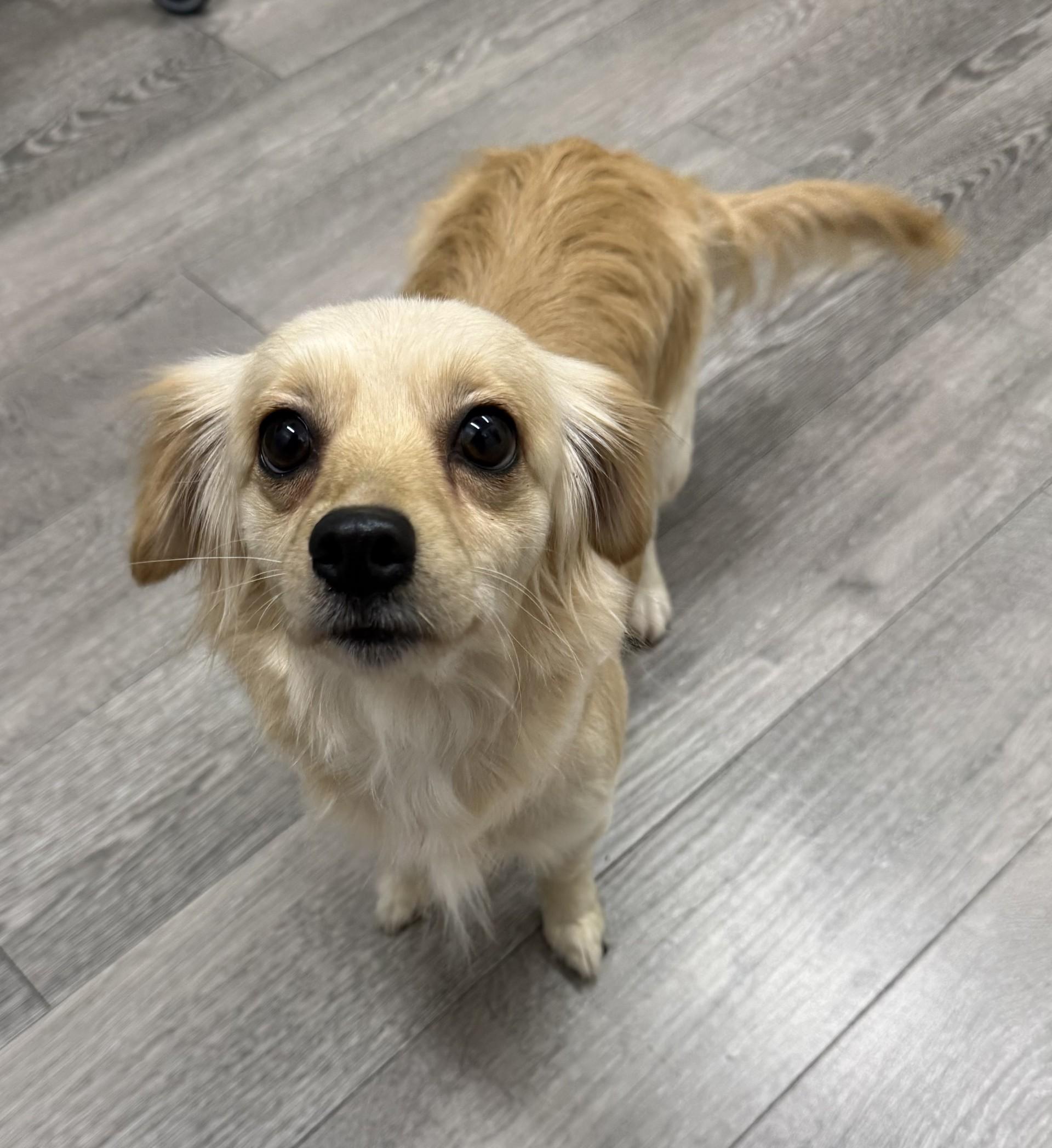 Loba, an adopted mixed breed in Los Alamitos, CA image 5/6