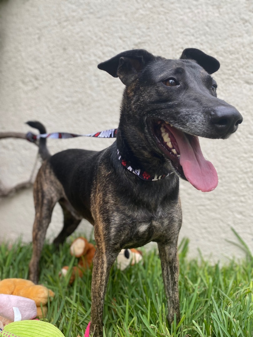 Enlarge Romeo, a Adoptable mixed breed in Capitol Heights , MD image 2/6