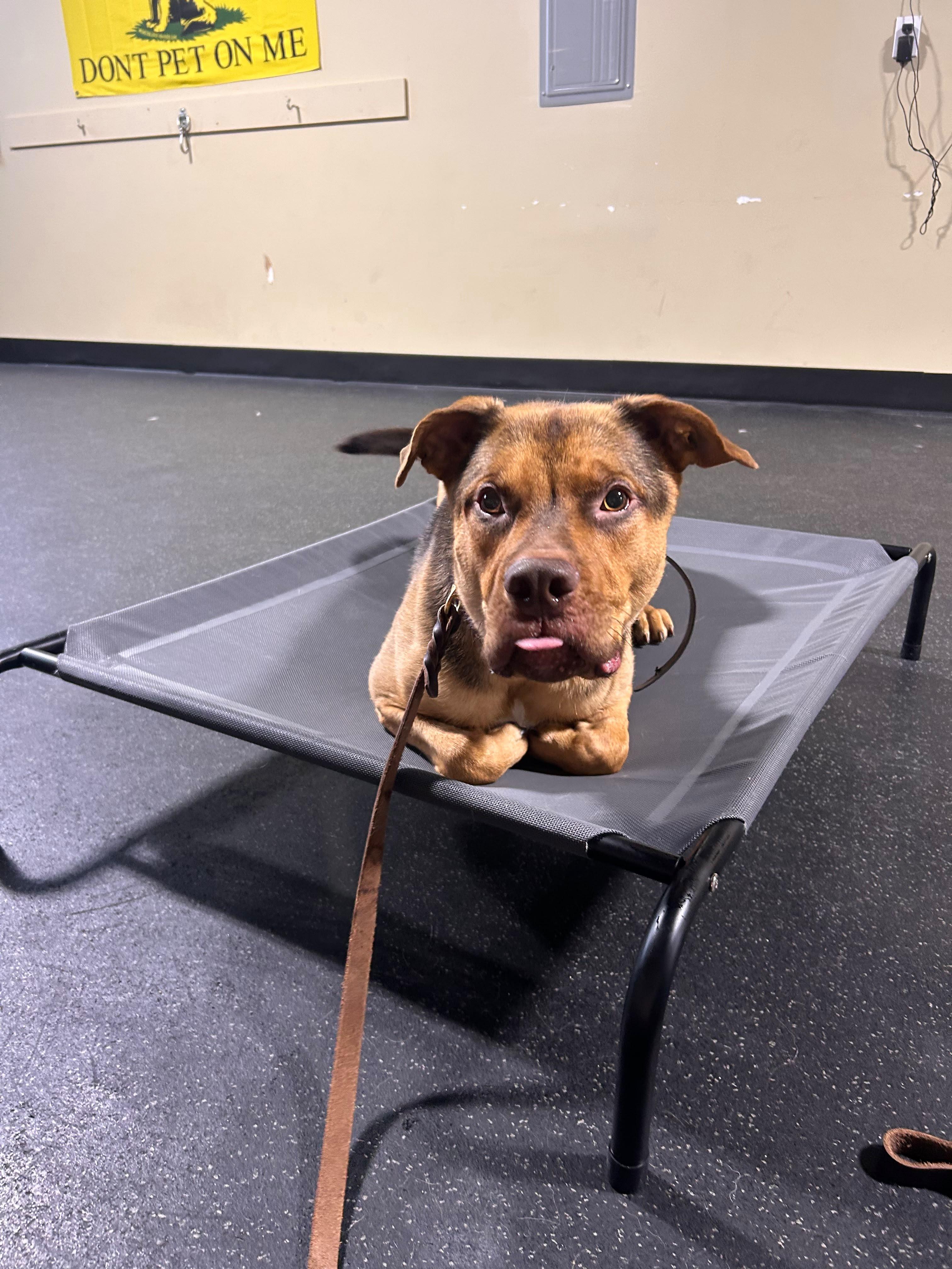 Enlarge Max, a ADOPTABLE mixed breed in long beach, NY image 4/4
