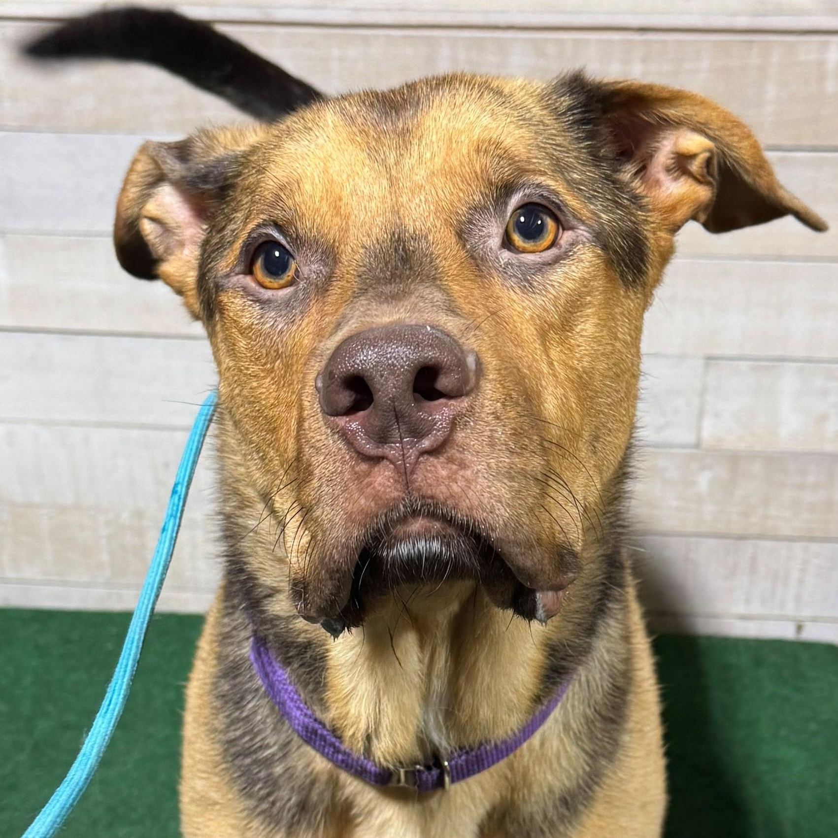 Enlarge Max, a ADOPTABLE mixed breed in long beach, NY image 3/4