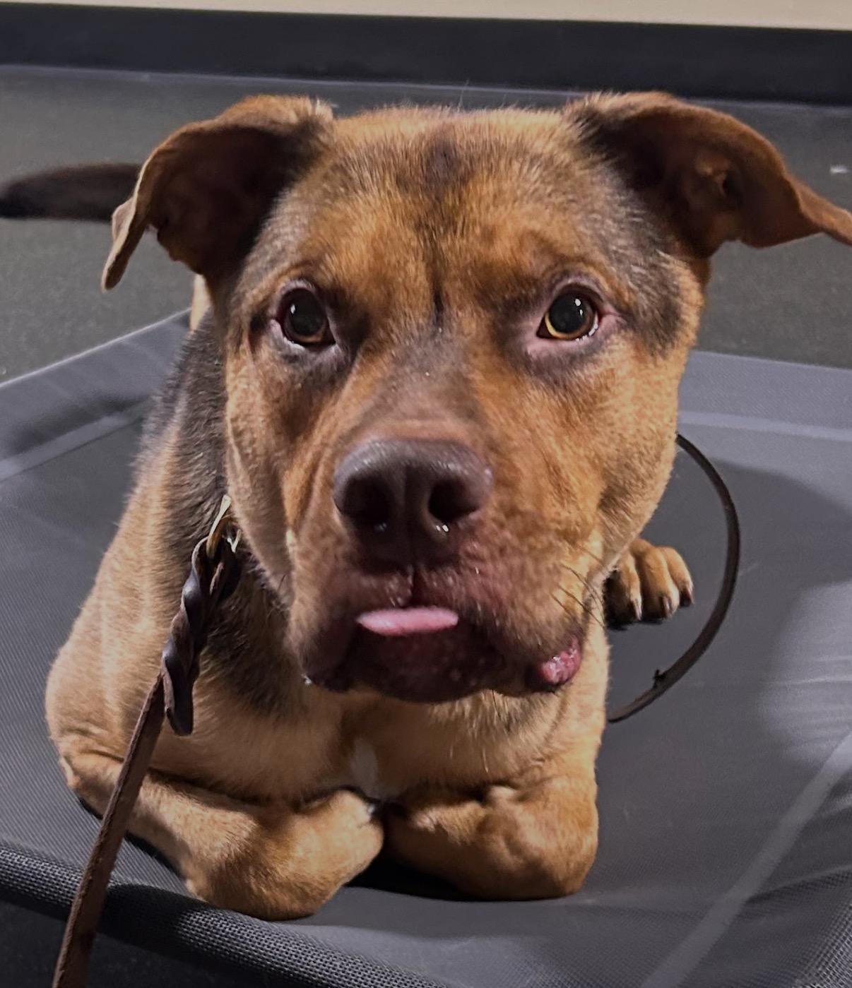 Enlarge Max, a ADOPTABLE mixed breed in long beach, NY image 1/4