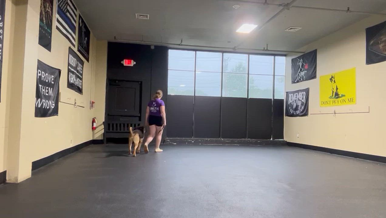 Enlarge Max, a ADOPTABLE mixed breed in long beach, NY video 2/4