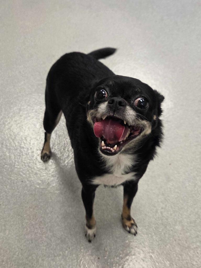 Enlarge Lil Jean, a Adoptable Chihuahua in Chillicothe, OH image 1/1