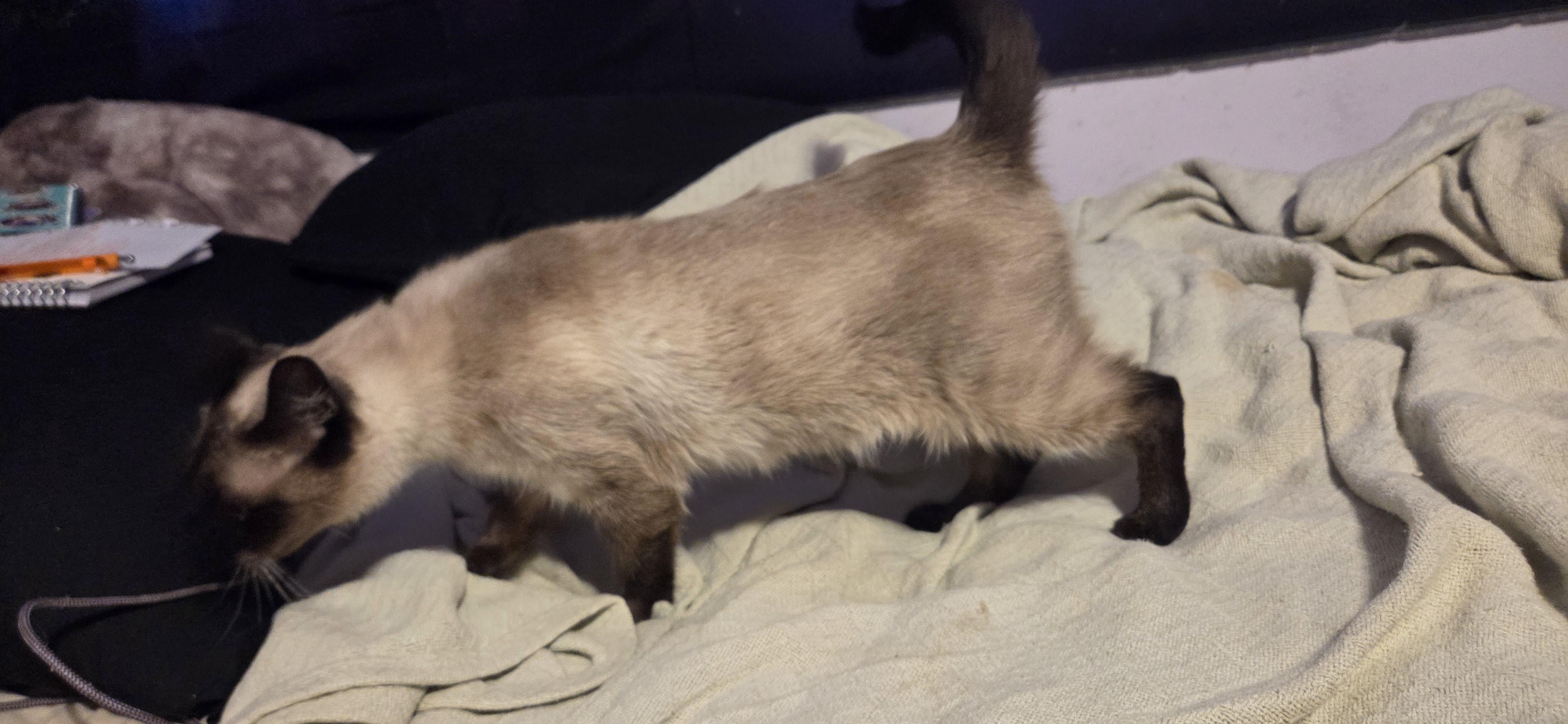 Enlarge Yuzu, an adoptable Siamese in Evansville, IN image 3/3