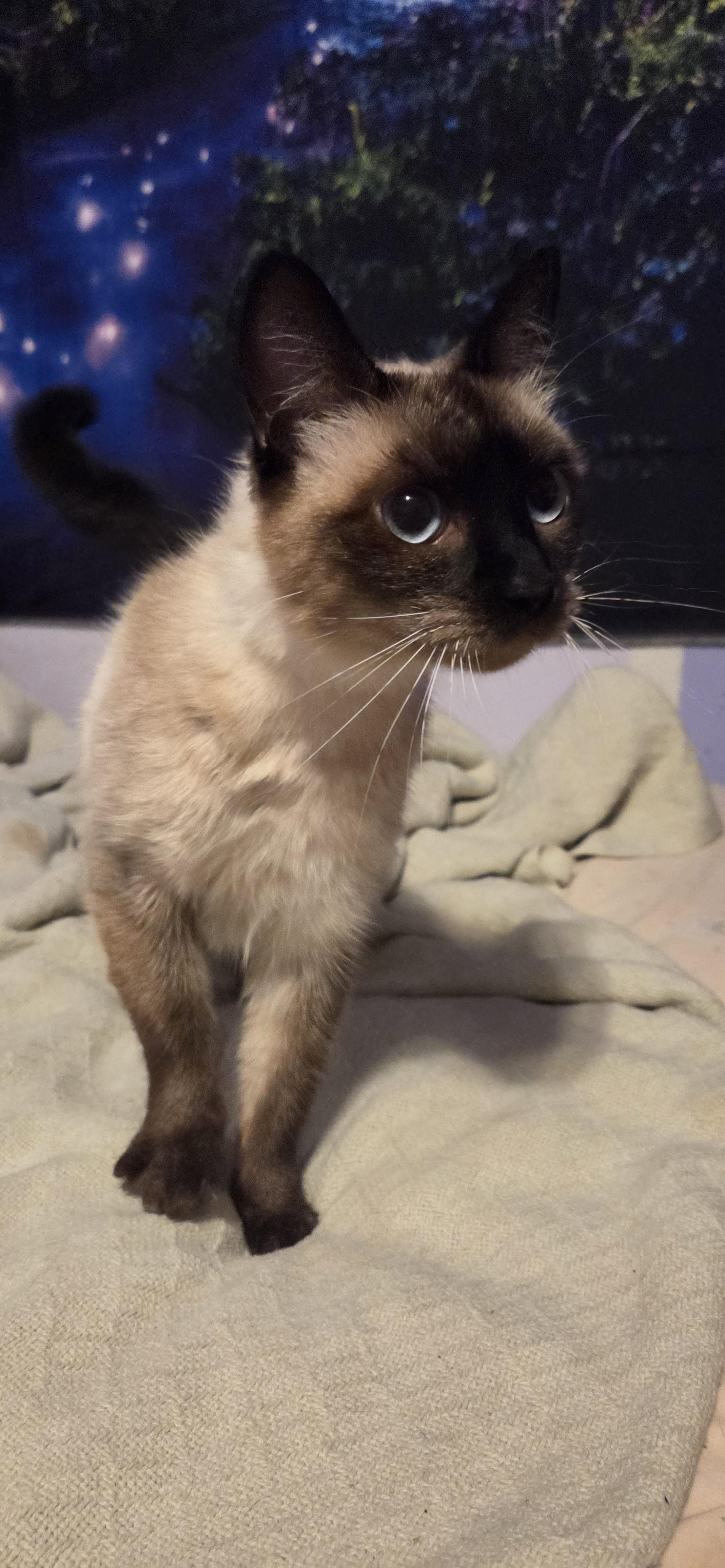 Yuzu, adoptable, Adult Female Siamese.