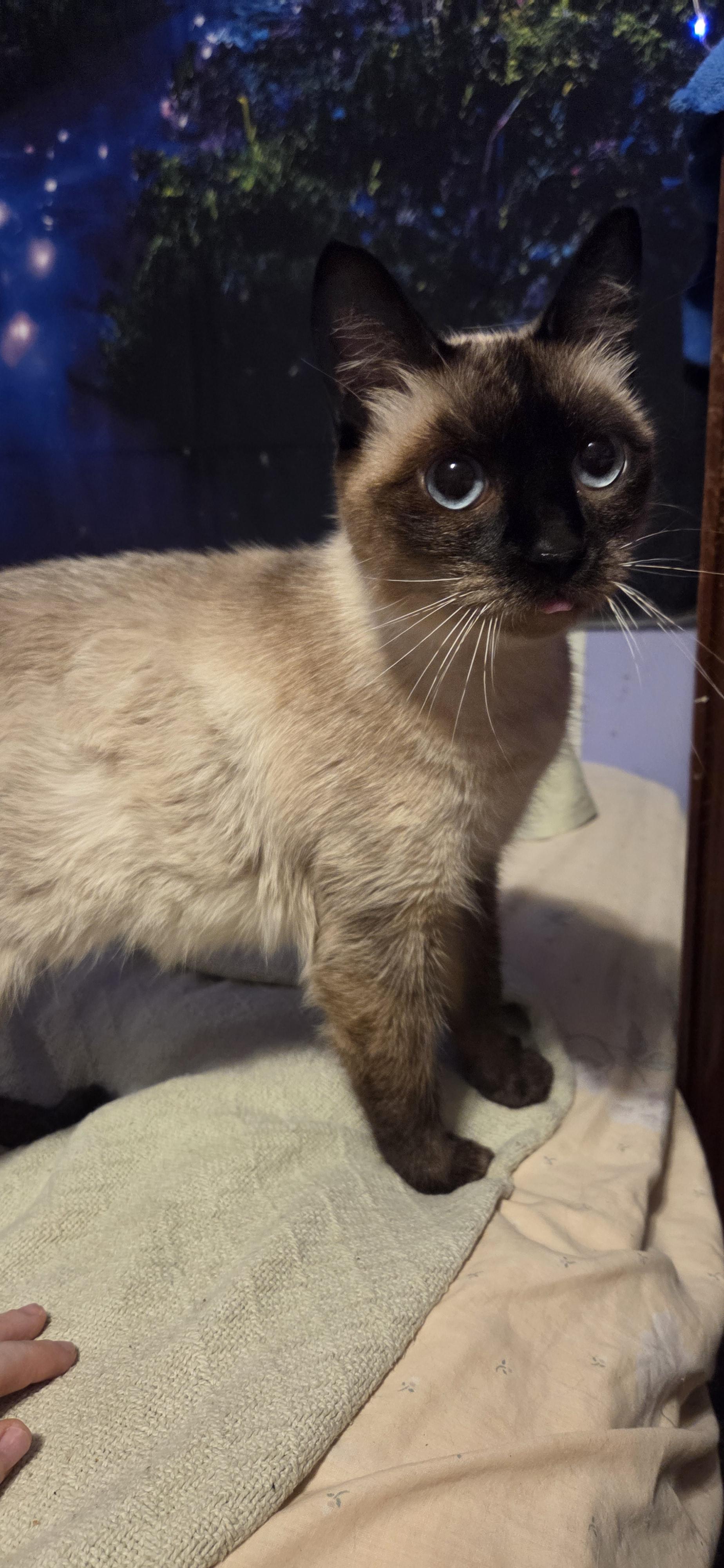 Enlarge Yuzu, an adoptable Siamese in Evansville, IN image 2/3