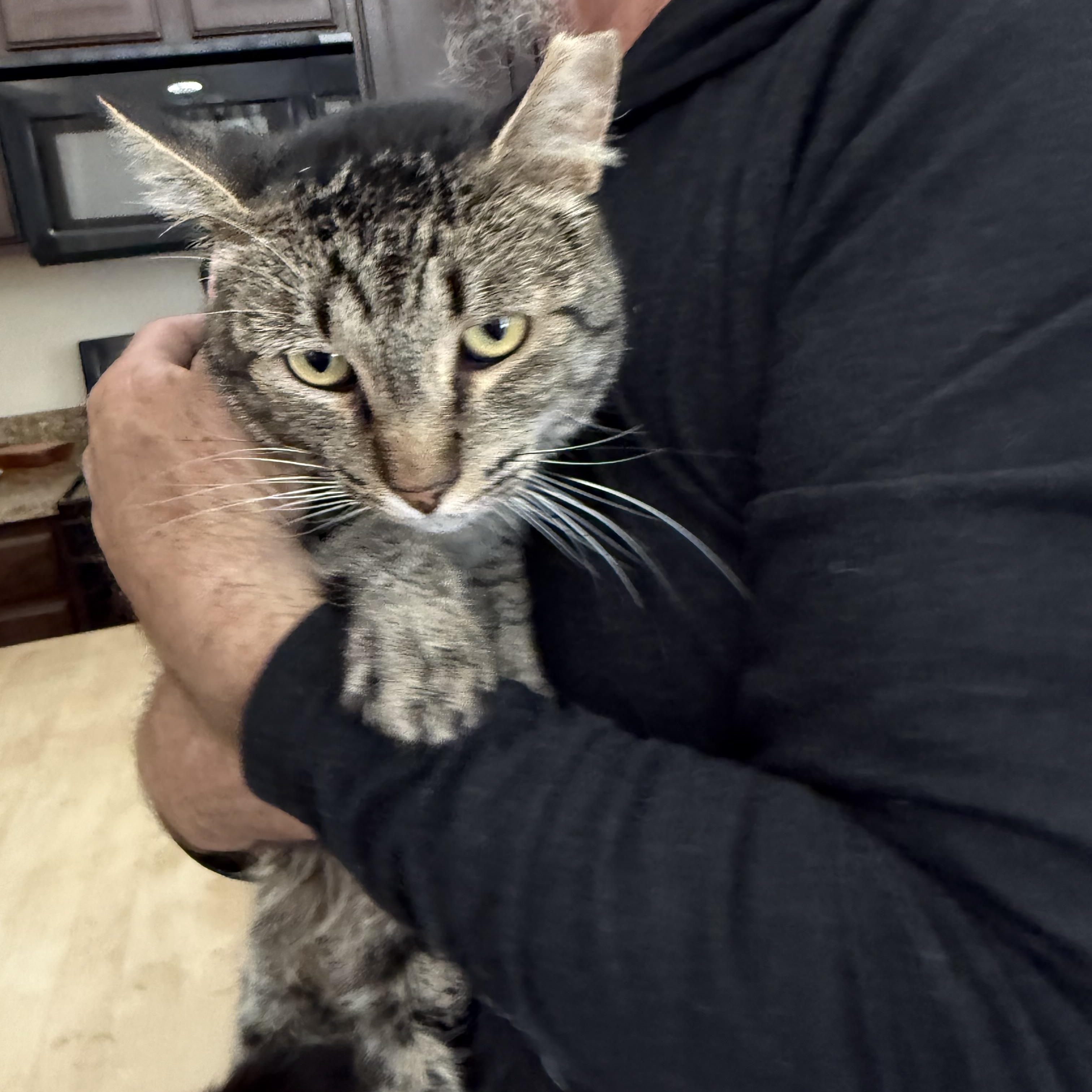 Feline Bureau of Investigation, ADOPTABLE, Adult Male Tabby.