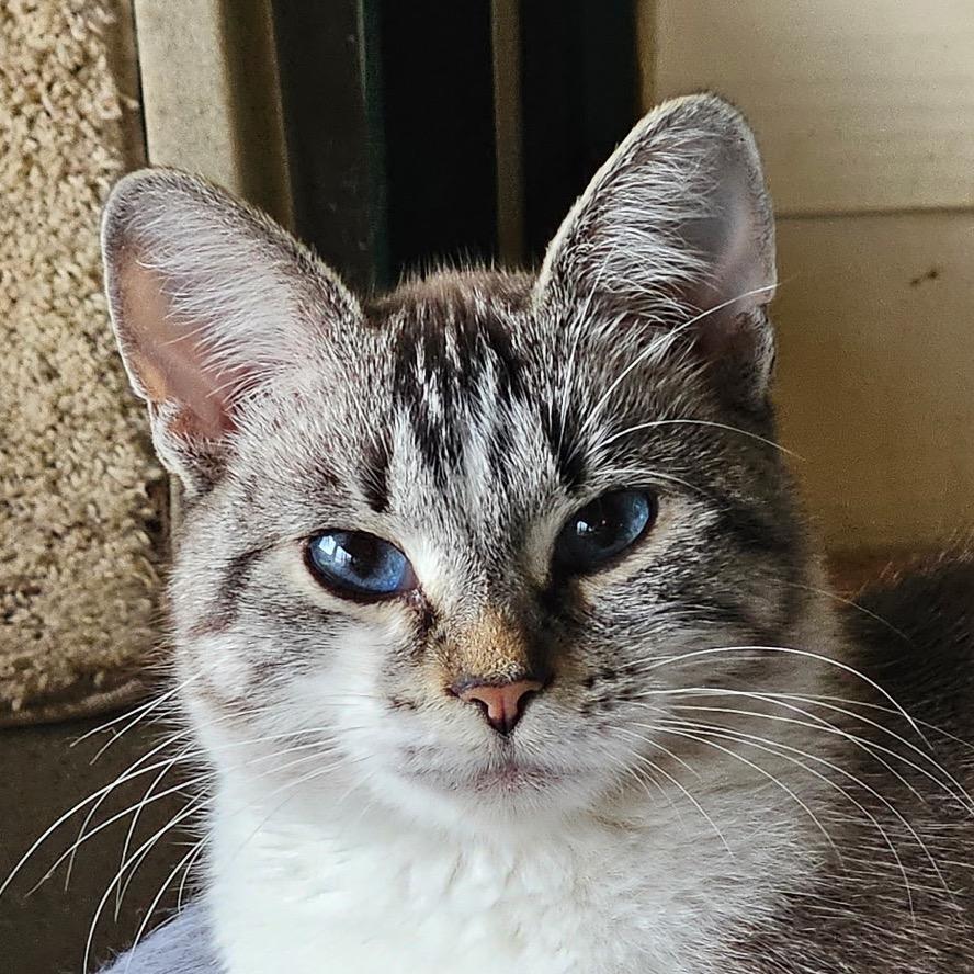 Libby, Adoptable, Adult Female Domestic Short Hair & Siamese.