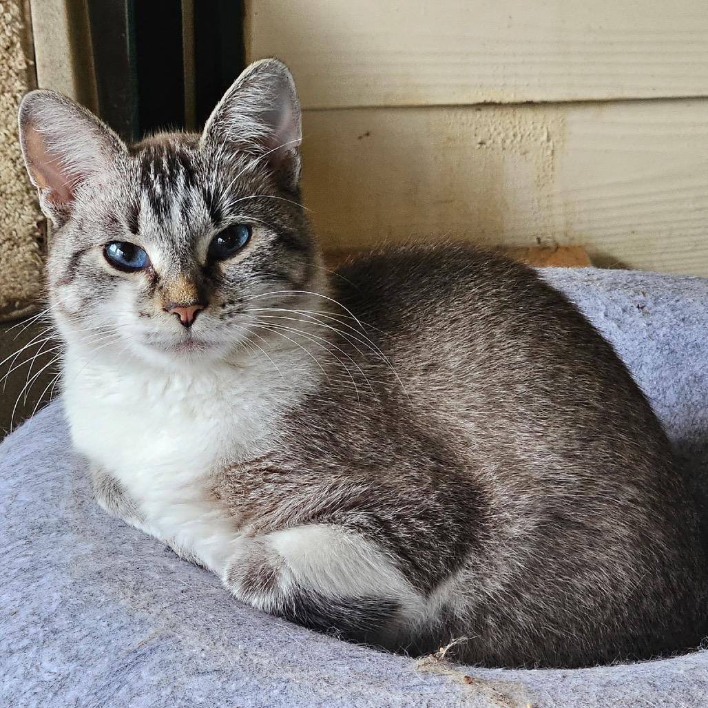 Enlarge Libby, a Adoptable mixed breed in Grand Rapids, MN image 2/2