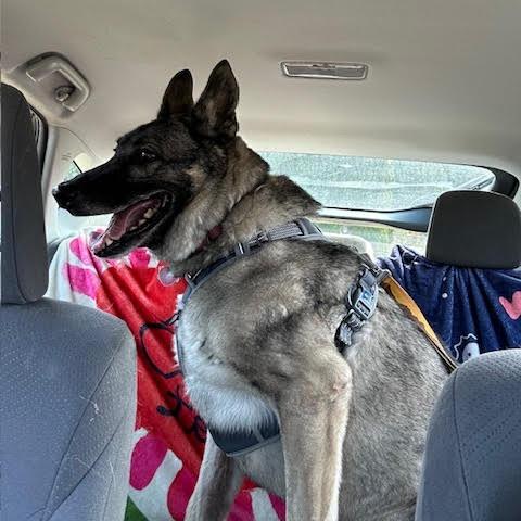 Sage, Adoptable, Senior Male German Shepherd Dog & Norwegian Elkhound.