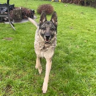 Enlarge Sage, a Adoptable mixed breed in Bellingham, WA image 2/6