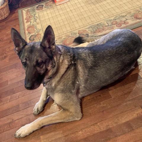 Enlarge Sage, a Adoptable mixed breed in Bellingham, WA image 3/6