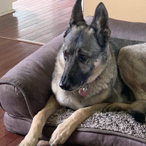 Enlarge Sage, a Adoptable mixed breed in Bellingham, WA image 4/6
