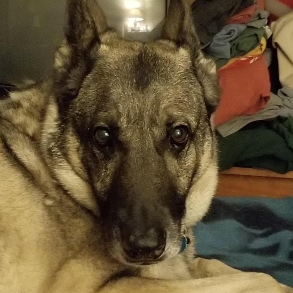 Enlarge Sage, a Adoptable mixed breed in Bellingham, WA image 5/6