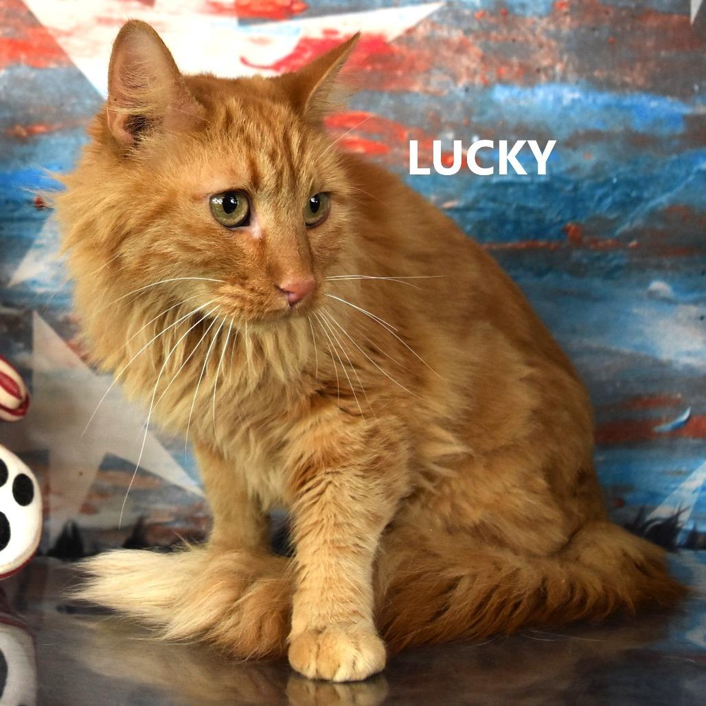 Enlarge Lucky, a Adoptable Turkish Angora in Yuma, AZ image 1/3