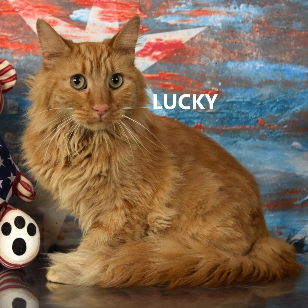 Enlarge Lucky, a Adoptable Turkish Angora in Yuma, AZ image 2/3