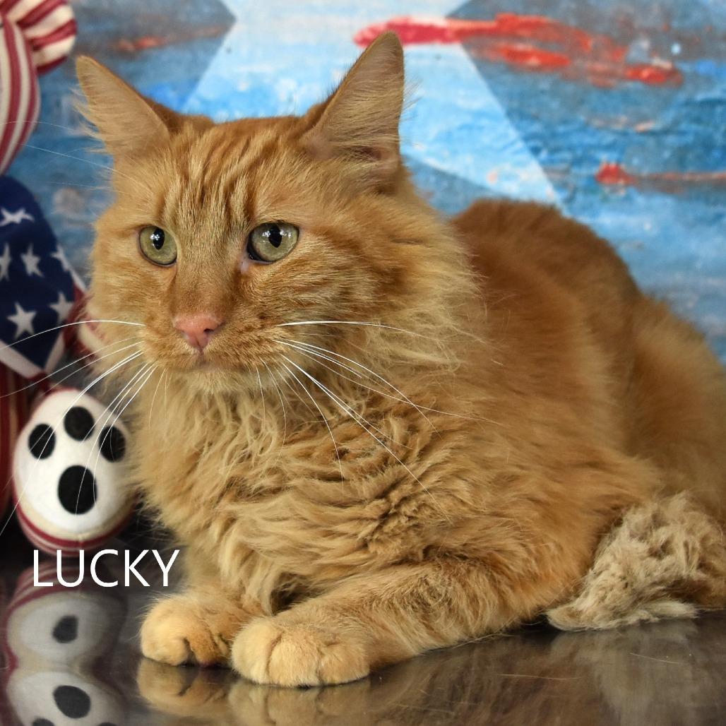 Enlarge Lucky, a Adoptable Turkish Angora in Yuma, AZ image 3/3